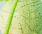melon